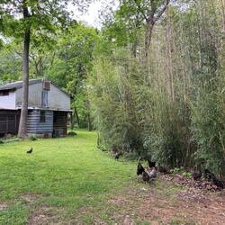 Chickens at Blessed Bounty