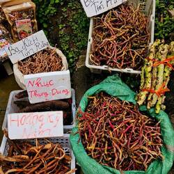 Wurzeln, aber für was?