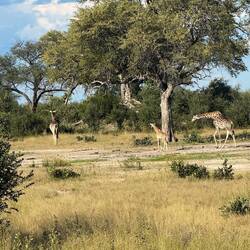 Giraffenfamilie