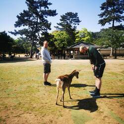 Die Rehe verbeugen sich, dann verbeugt man sich auch und dann gibt's n Keks