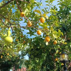 Zitronen warten auf die Ernte