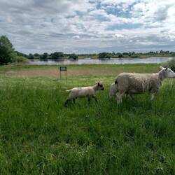 Deichpfleger bei der Arbeit bei Elb-Kilometer 595