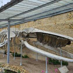 Der Wal ist 1887 dort getrandet