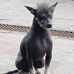 Limahl