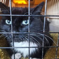 Someone is not happy to be confined after 6 weeks of freedom