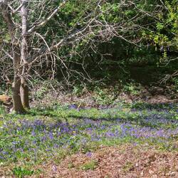 Beautiful carpet of English bluebells