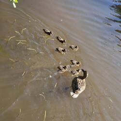 Lovely to see the babies with their mum