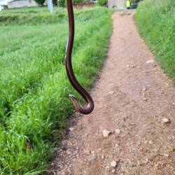 An indignant Iberian Worm Lizard. He was safely released to get back to his business.