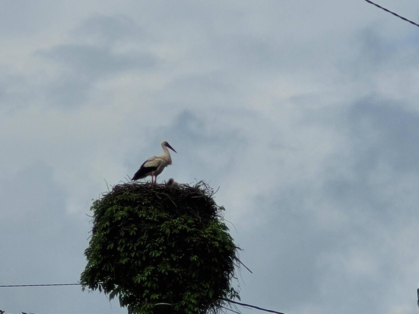 Wood Stork and babies at Sarria