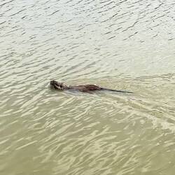 Und sie können nicht lesen, weswegen sie als Säugetiere im Vogelpark leben.