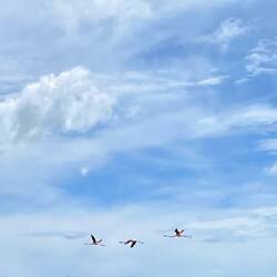 Dass Vögel die Nachfahren von den Dinosauriern sind, scheint plötzlich plausibel