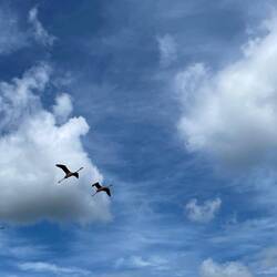 Fliegende Flamingos sind anders wild