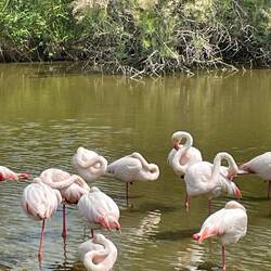 Die Flamingos der Camargue bevorzugen wie die Pferde Matsch als Habitat.