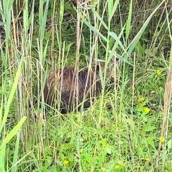 Nutria heißen auf holländisch Beverrat, weil sie weder Biber noch Ratten sind.