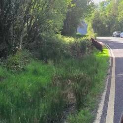 Pecorelle lungo la strada