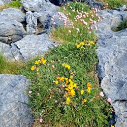 hier wächst doch was