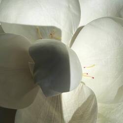 riesige Magnolienblüten