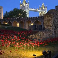 Poppies for Victory in Europe (VE) Day. The Queen will plant the last poppy tomorrow.