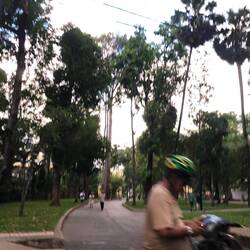 Parc planté de pancoviers