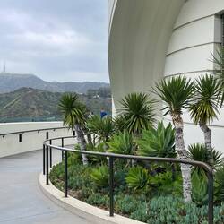 I palmy hollywoodzkie