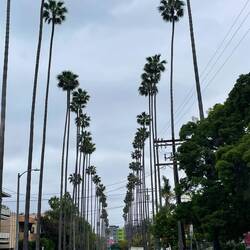 Palmy się nam podobały!