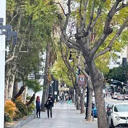 Aleja gwiazd. TA aleja gwiazd. Tak wygląda w rzeczywistości (tylko śmieci akurat nie widać)