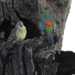Red rumped parrot