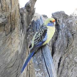 Don't know what sort of bird