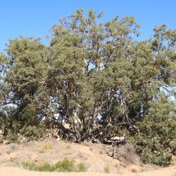 Trunk is buried under the sand