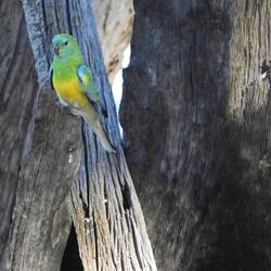 Another red rumped parrot (I think)