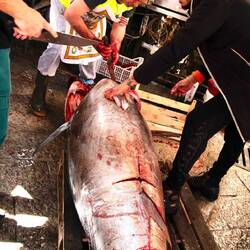 ...schnell zerteilen, noch schneller verkaufen...