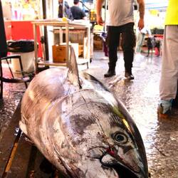 Ein 250 kg Tonno. Illegal gefangen, billig verhökert