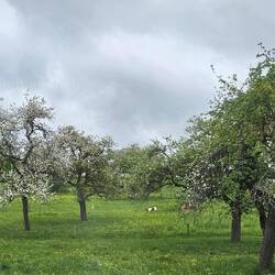 Glückliche Schwarzwälder Kühe unter blühenden Birnbäumen. Wird da später mal Obstbrand draus?