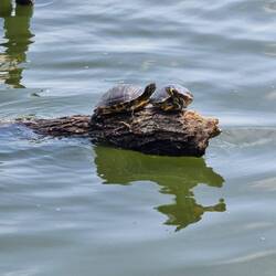 Schildchrötli im Park