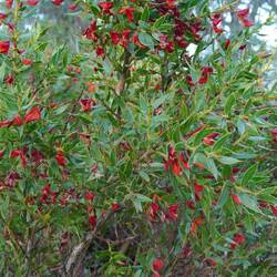 zu den "Exoten". Diese hier...