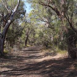 Ein kurzer Bush-Trail ...