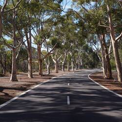 Dann weiter durch eine Eukalyptus-Allee ...
