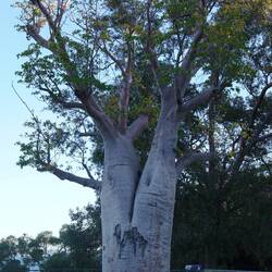 Nun noch ein 720 Jahre alter, 3200 km weit gereister Baobab...
