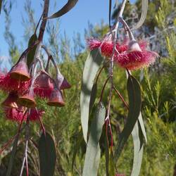 mit Eukalyptus-Blüten, ...