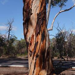 und Eukalyptus-Stämmen.