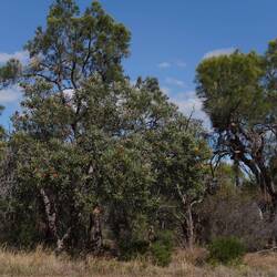 Weiter zu den Banksia-Bäumen mit...