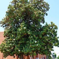 Der Magnolien-Baum und ...