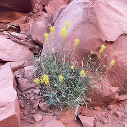 Wygląda niegroźnie, ale gałązki ostre okrutnie