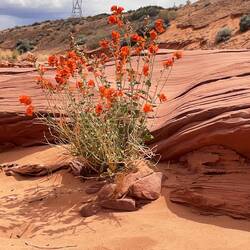 Ta piękność również, do dziś goimy ukłucia i przecięcia
