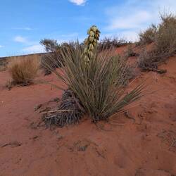 I kolejna zakwitająca