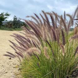 A to hollywoodzka kizia -mizia