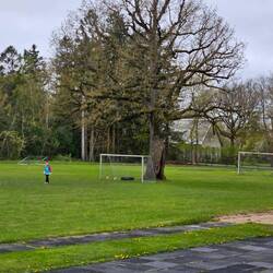 Der Baum auf dem Fußballplatz