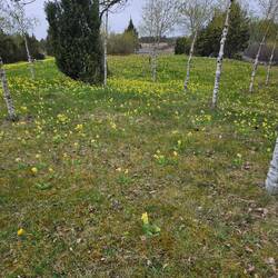 Und überall Schlüsselblumen!