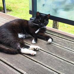 Hauskatze 🐈‍⬛