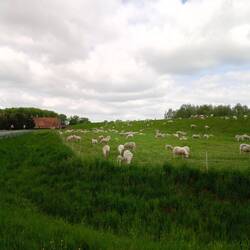 Määh-Arbeiten am Deich vor Bleckede